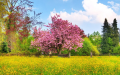 Фотообои, фотостены: цветущее дерево