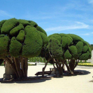 Деревья такой причудливой формы можно встретить в парке Ретиро, который находится в Мадриде.