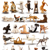 Постер 61х91,5 производство Великобритания  Yoga Dogs  Казахстан  1450  Самовывоз    штука  Постеры L\'DECO ИП