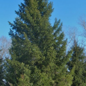 Ель сибирская с доставкой. Средних размеров дерево высотой около 30 м. В отличие от ели европейской, обладает более сизовато-голубоватым охвоением, большей плотностью и правильностью пирамидальной кроны.  Устройство сада  8000  цена минимальная  шт.  Деревья  Устройство и дизайн садов. Посадка, уход и обрезка деревьев и кустарников. Амренова ЧЛ