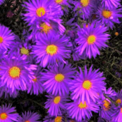 Продам сентябрин фиолетовый, садовое растение, цветет осенью.  Устройство цветников  500  цена минимальная  шт.  Альпийские горки, рокарии, цветники Андрей ЧЛ