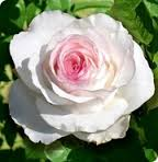 Cаженцы роз  Розы в горшках (чайно-гибридные, полиантовые)  1500  Самовывоз    шт.  Cаженцы роз и декоративных кустов Мила