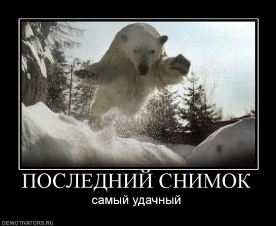 Летающий белый медведь